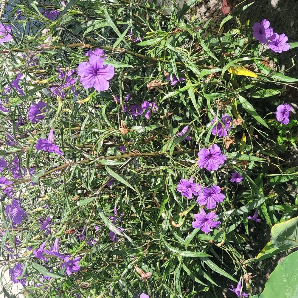 Mexican Petunias